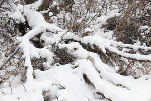 Snow drifts in winter tree photo