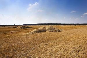 haystacks straw , summer photo