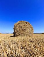 agriculture , close up photo