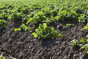 Field with potato photo