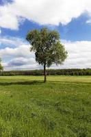 tree in the field photo