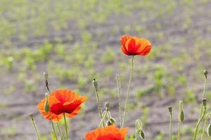 blooming red poppies photo