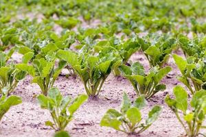 Field with sugar beet photo