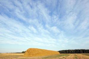 stack of straw in the field photo
