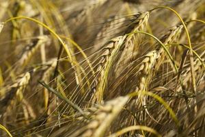 Field of cereal in the summer photo