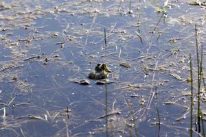 swamp with frogs photo