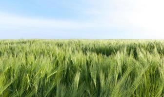 campo con cebada foto