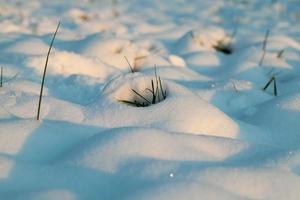 planta seca en la nieve foto