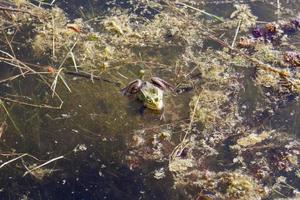 The green frog photo