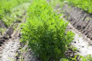 Field with carrot photo
