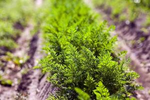 Field with carrot photo