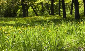 dandelions in park photo