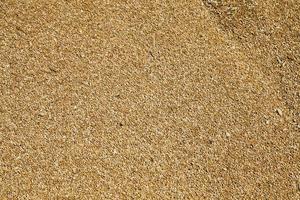 wheat grains , harvesting photo