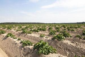 cultivo de patatas. campo foto