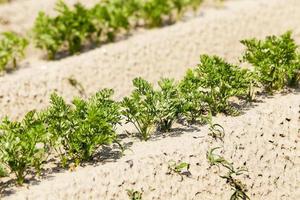 Carrot field ,  spring photo
