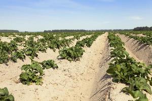 Field with potato photo