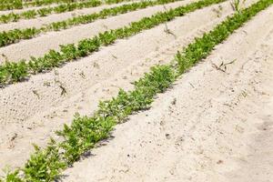 green carrot field photo