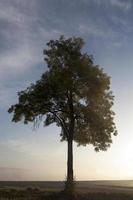 árbol en la niebla foto