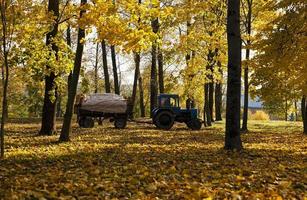 cleaning of foliage in park photo