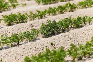 Field with carrot photo