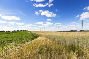 campo de maíz, verano foto