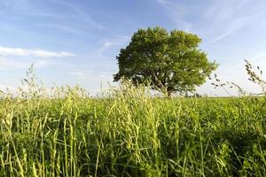 Summer oak tre photo