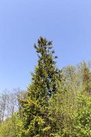 Spruce in spring photo