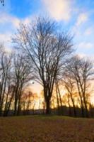 árboles en el parque al atardecer foto