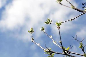 rama de primavera de serbal foto