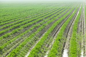 Field with carrot photo