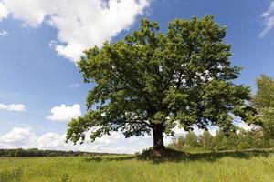 tree in the field photo