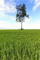 tree in the field photo