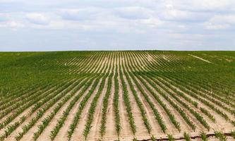 Corn field, summer photo