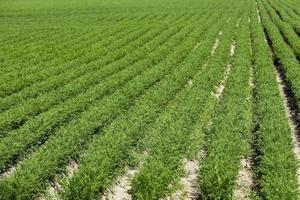 green carrot field photo