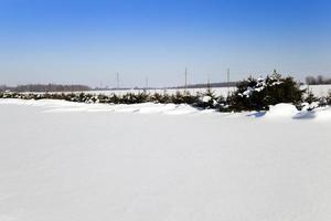 campo cubierto de nieve foto