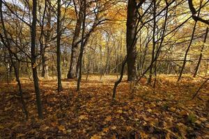 árboles en el otoño foto