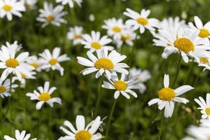 white daisy , flowers. photo