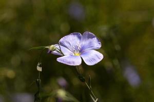 Flower of flax photo