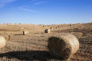 cereal farming field photo