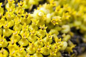 Sunflower , black seeds. photo