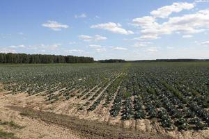 Field with cabbage photo