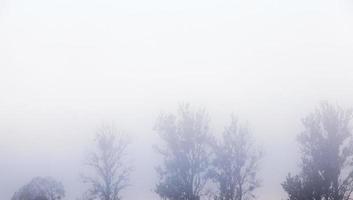 árbol en la niebla foto