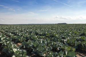 green cabbage in a field photo