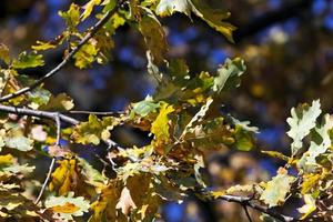 árboles en el otoño foto