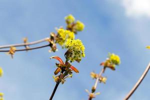 flowering maple, close up photo