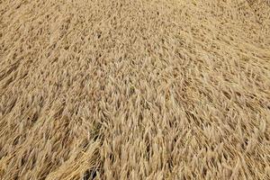 farm field cereals photo