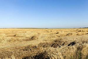 campo de trigo. el verano foto