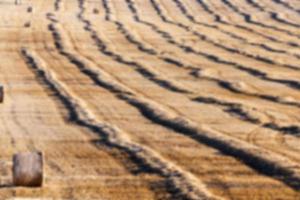 cereal farming field photo