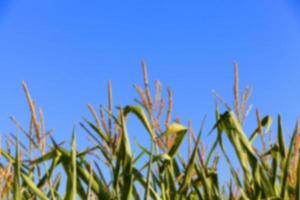 Green immature corn photo