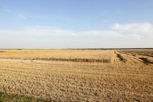 farm field cereals photo